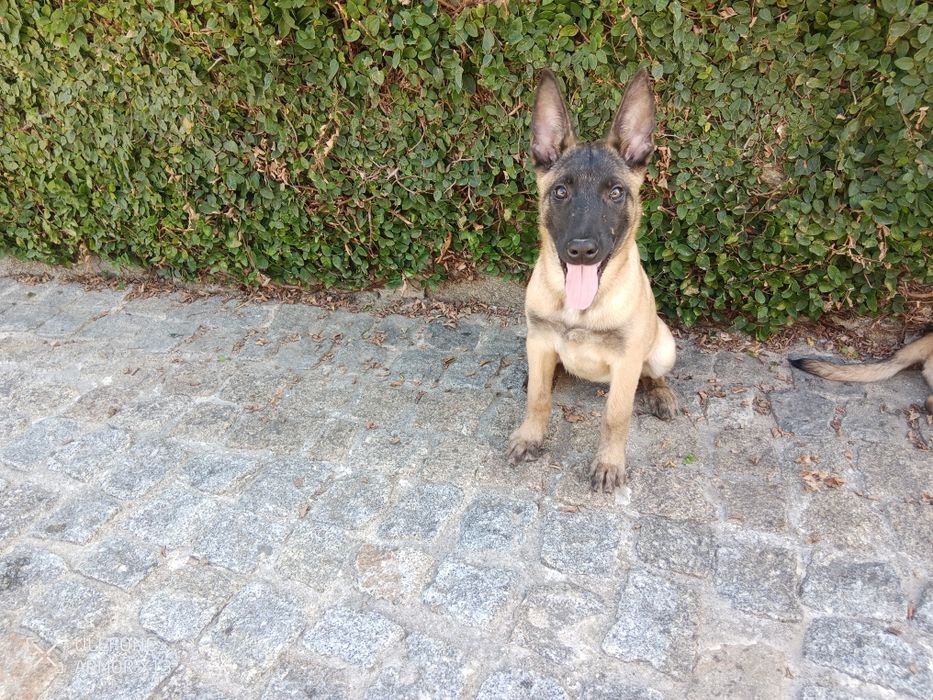 Pastor Belga Malinois fêmea