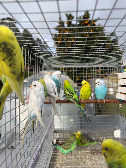 Piriquitos de várias cores