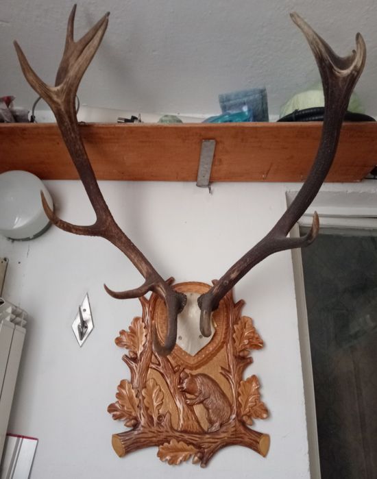 Настінні роги оленя