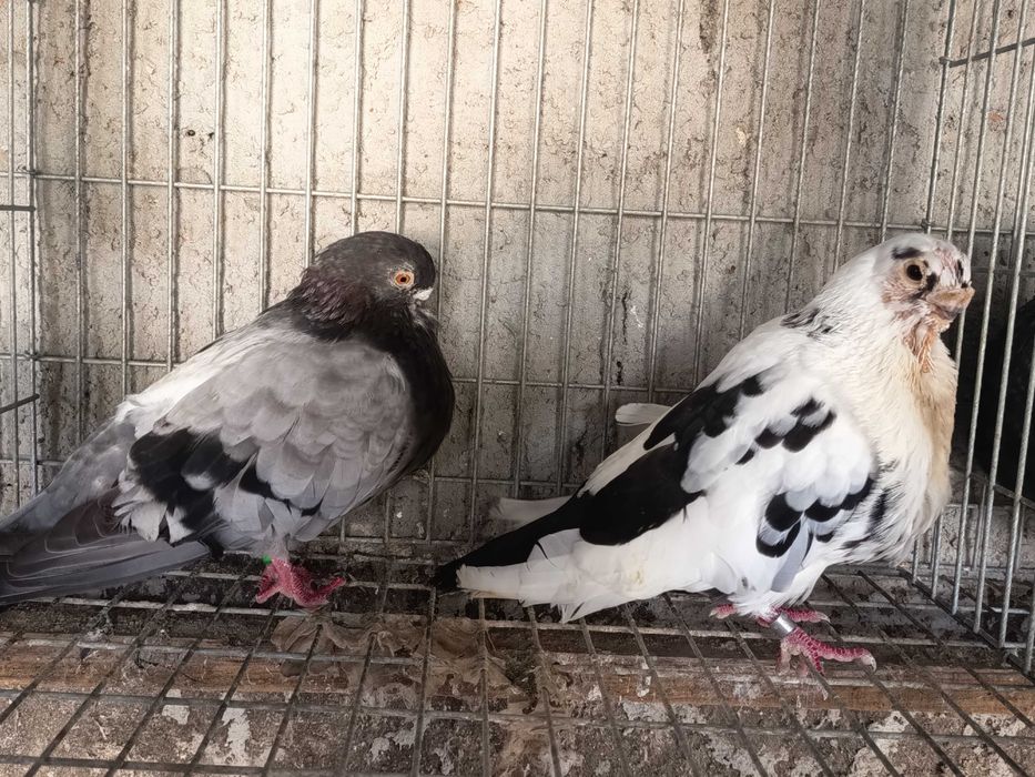 Pombos raffenos