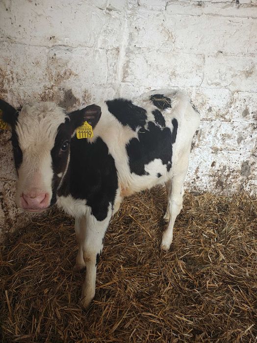 Byczek 3 miesięczny