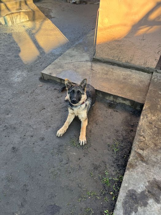 Продам німецьку вівчарку