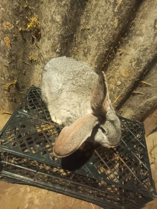 Продам кролики різних порід