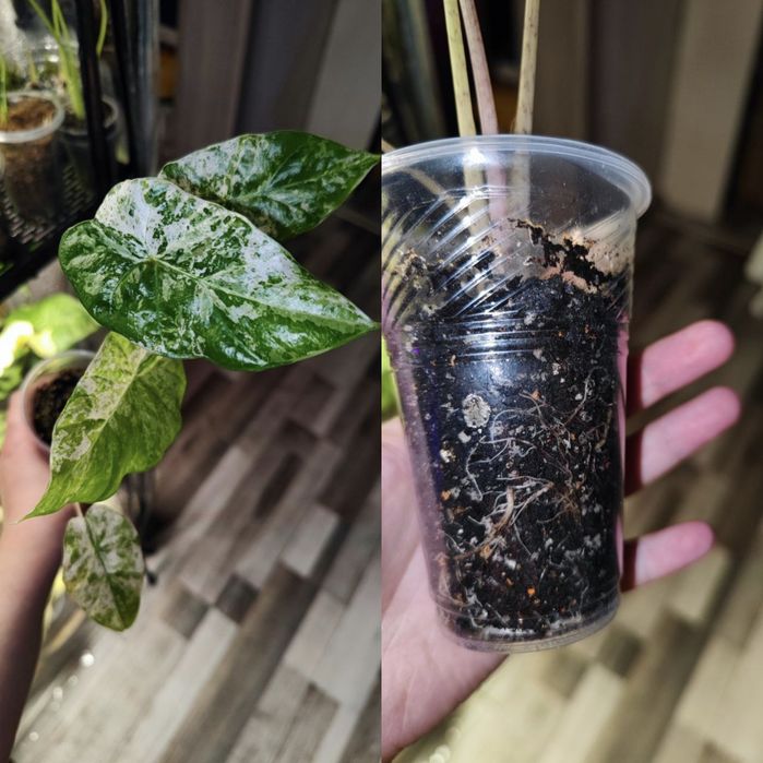 Дітки алоказій одора ауреа вар., ред грей, купрея ред сікрет, гагеана