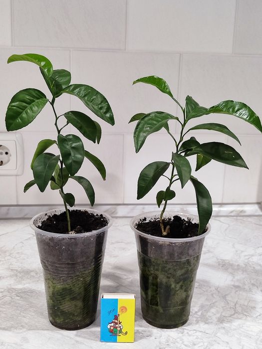 Мандаринове дерево кімнатна рослина фрукти цитрусові розсада