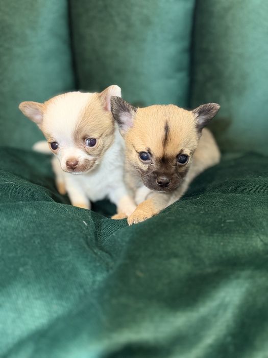 Chihuahua mini piesek długowłosy