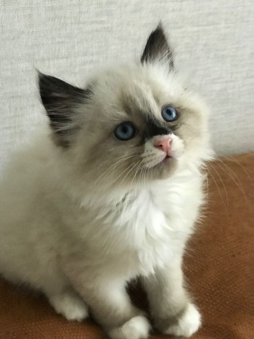 Котята породы Рэгдолл 1,5 мес