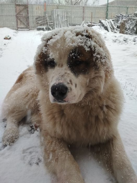 Алабай ,  в'язка