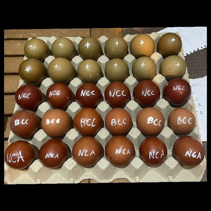 Ovos férteis para incubação