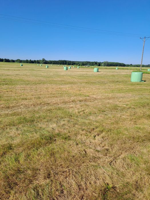 Oddam trawę z zadbanych łąk, duży areał. Trawa, łąka.