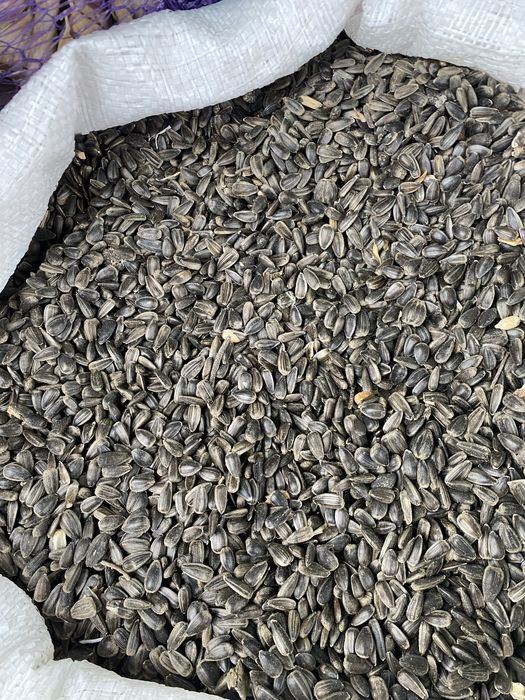 Насіння соняшнику Олійне