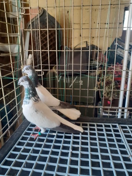 Golebie budapeszty samice