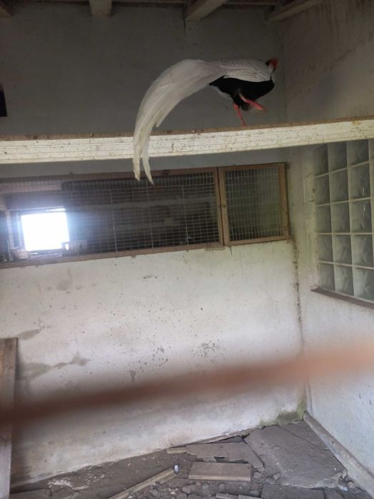 Vendo 2 machos faisões prateados novos