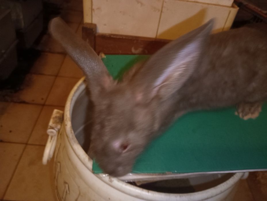 Coelhos Gigantes borboleta