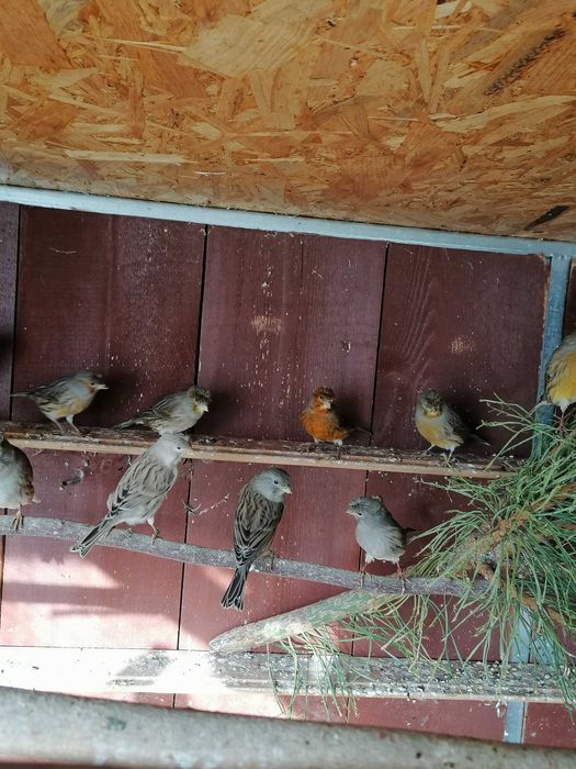 Sprzedam kanarki z woliery zew.