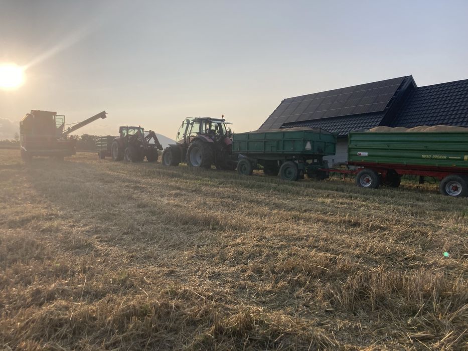 Pszenica ozima , (czysta , zbior 2025r)