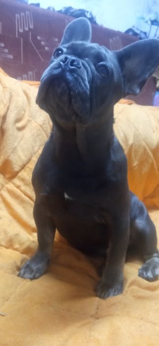 Бульдоги де франсе