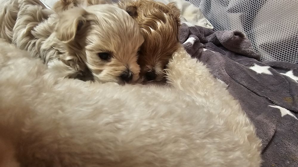 Cudowne Maltipoo miniaturki