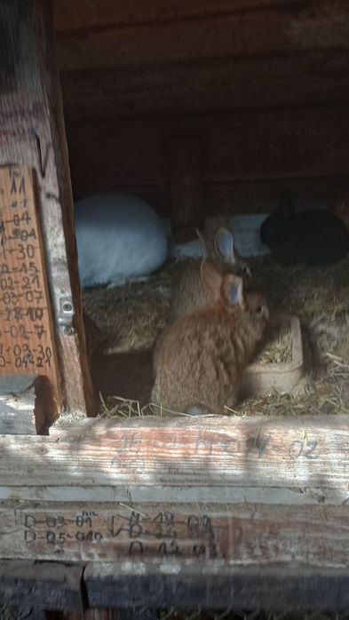 Króliki młode mieszańce