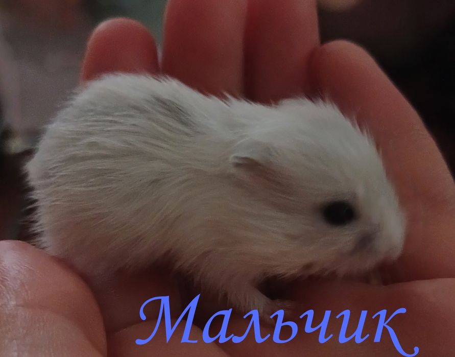 Карликие Джунгарики,маленькие хомячата