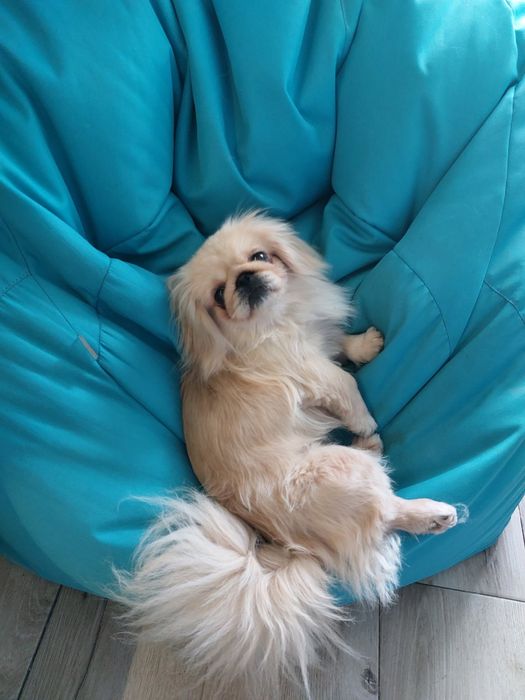 Вязка шукаємо кавалера