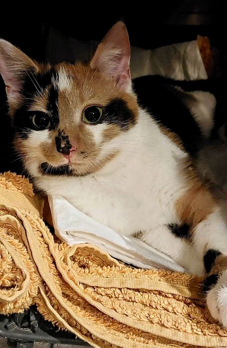 Trikolorka, 9 miesięczna koteńka do adopcji..wraz z mamą