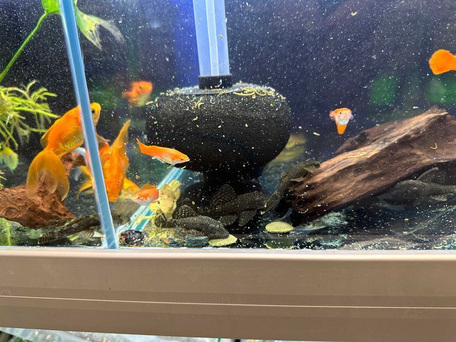 Zbrojnik glonojad ancistrus od małych do dorosłych samic i samców