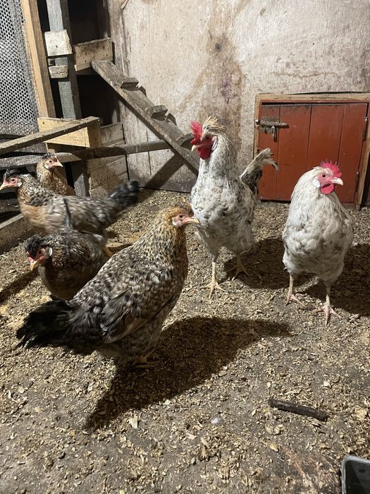 Молоді кури Легбар