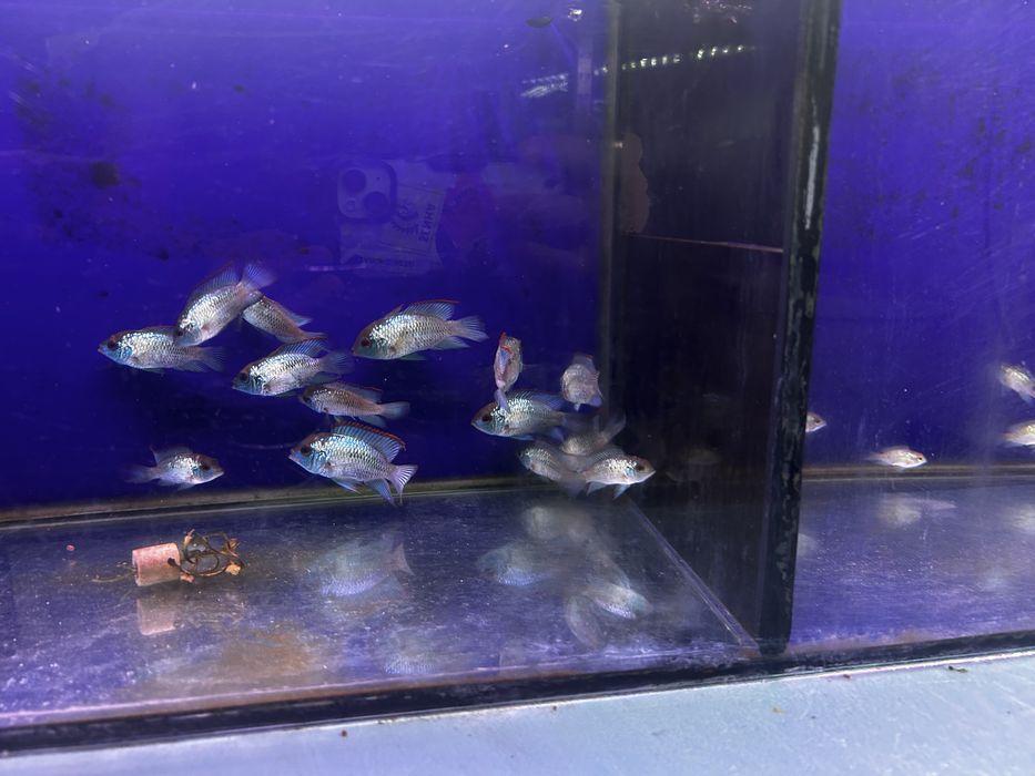 Acara eletric blue