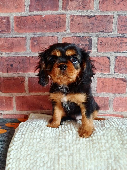 Cavalier King Charles Spaniel black and tan piesek