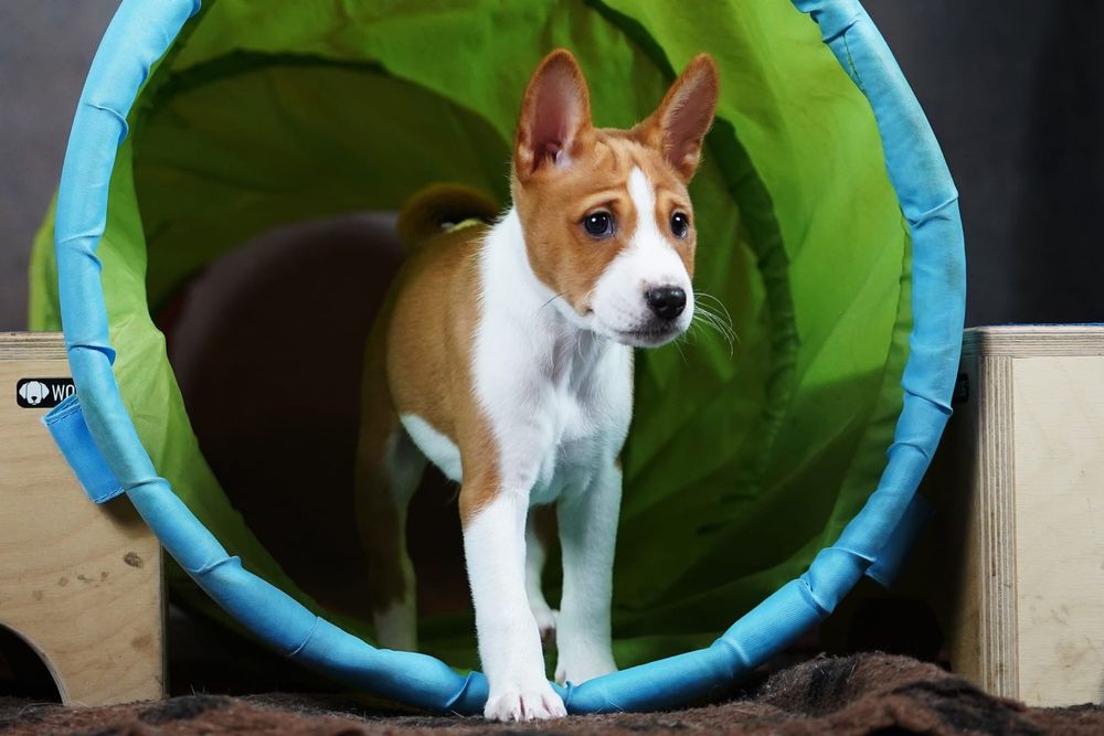 Piesek basenji ze Szczecina