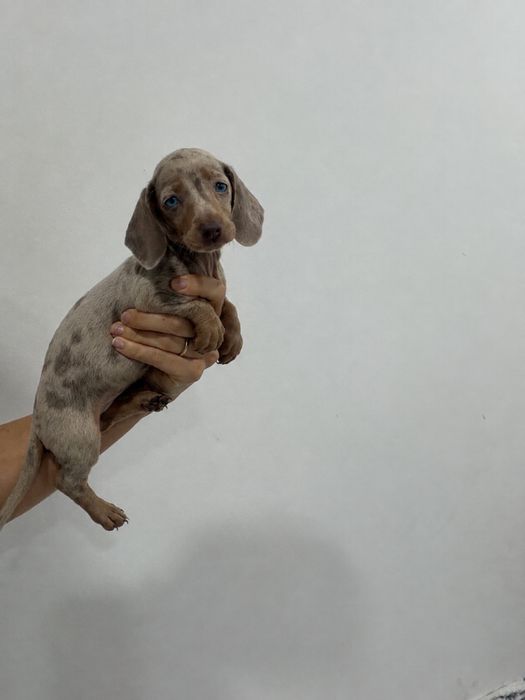 Fêmea Teckel miniatura/ Dachshund