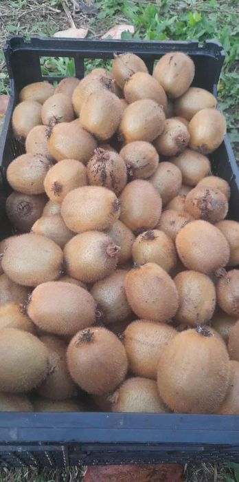 Ve

Muito doces, excelente qualidade e sem pest