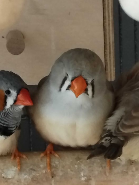 Sprzedam młode zeberki