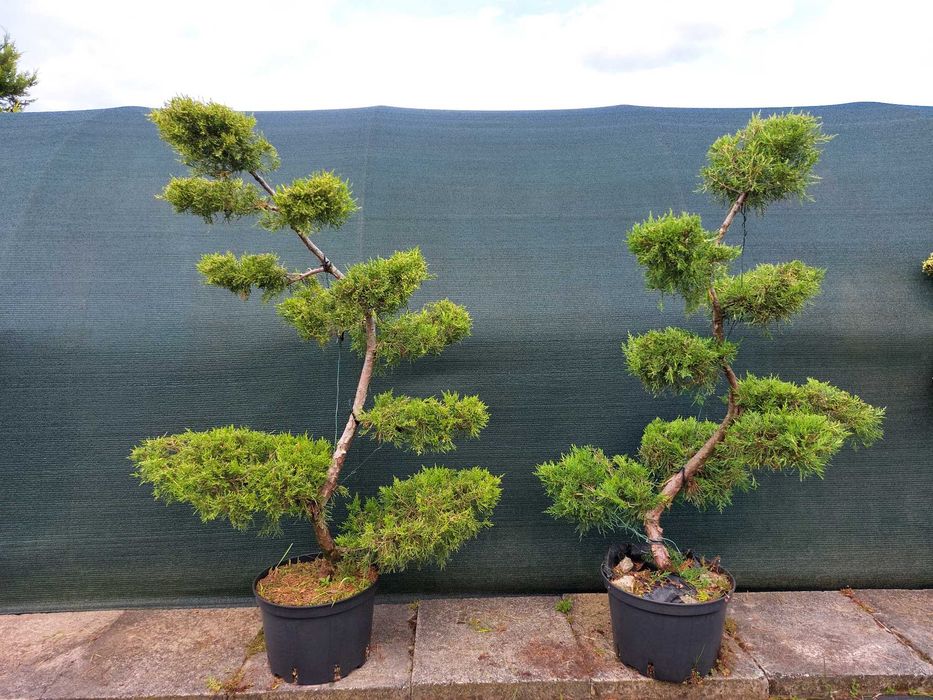 Bonsai, niwaki - Sosna, Jałowiec, Cis, Cyprysik, Szkółka krzewów