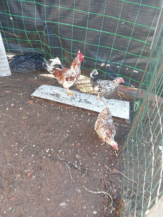 Vendo Pintos e Ovos Galados - Garnisé