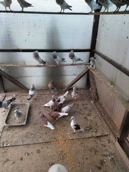 Sprzedam gołębie. W dobrych cenach .