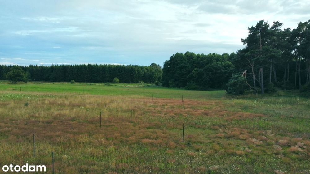 Budowlana, obok las i pole golfowe. Media i droga w trakcie realizacji