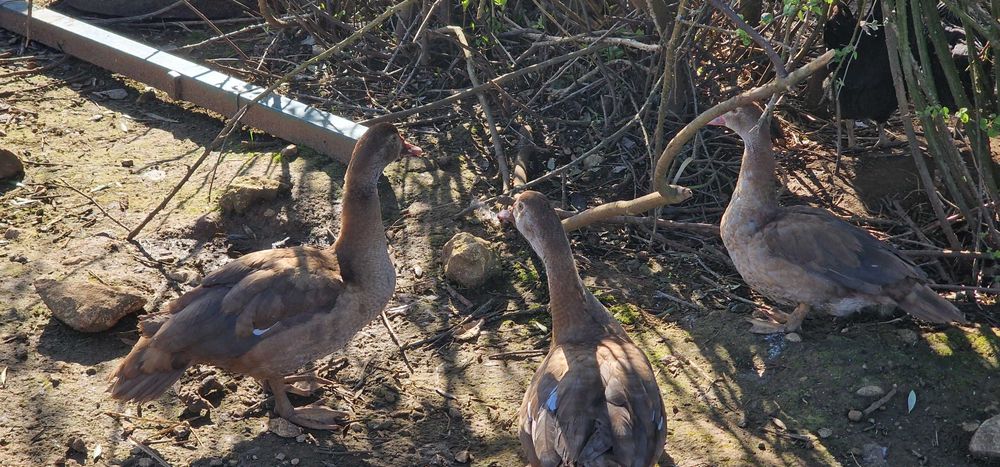Patos mudos castanho