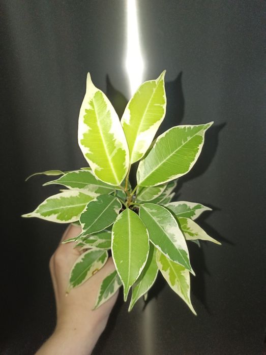 Фікус Мунлайт варієгатний фікус лимонний