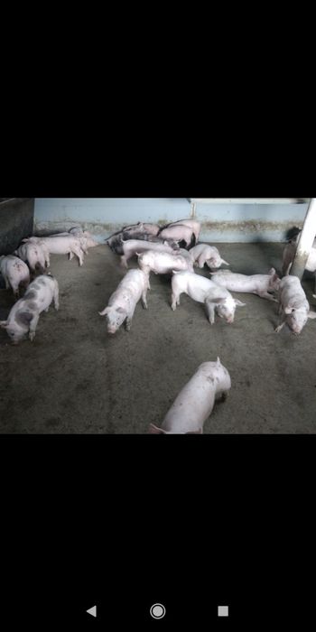 Поросята трехпородка