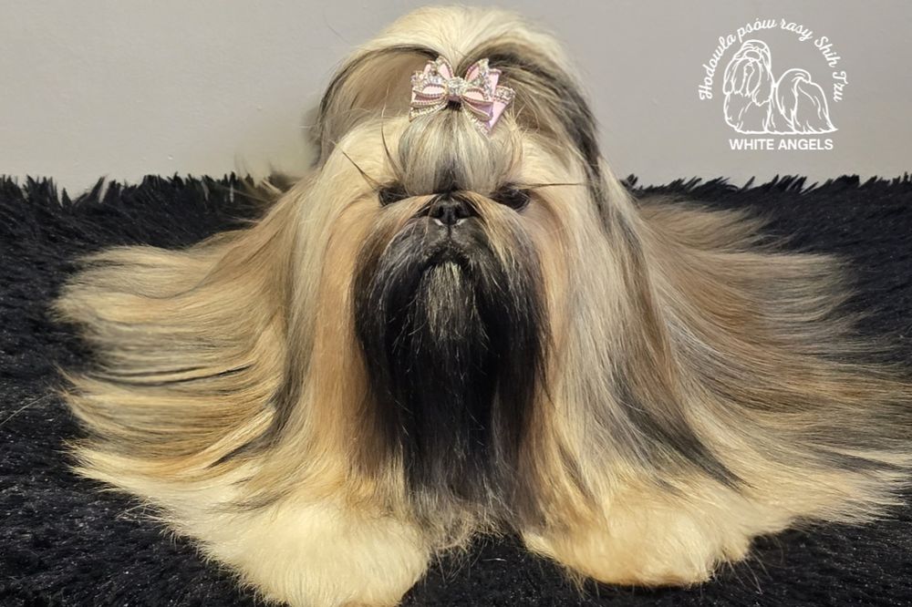 Szczeniaczek Shih Tzu