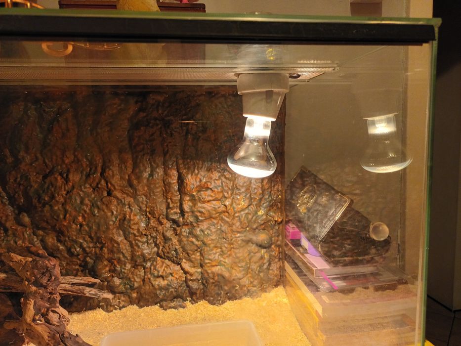 Wąż zbożowy amelanistic razem z terrarium