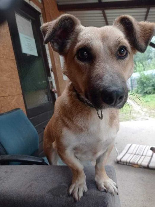 Sid poleca się do adopcji.