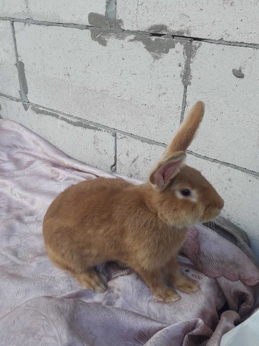 Продам кролів породи Бургундія.