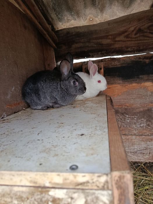 Продам кроленят.