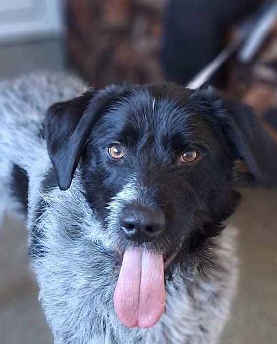 KACPER super socjalny 1,5 roczny pies znaleziony w Bułgarii