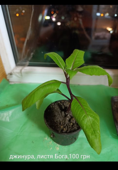 Екзотичні рослини