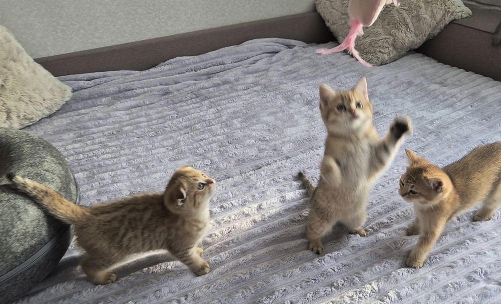 Котёнок, кошечка, шотландцы, вислоухие и прямоухая