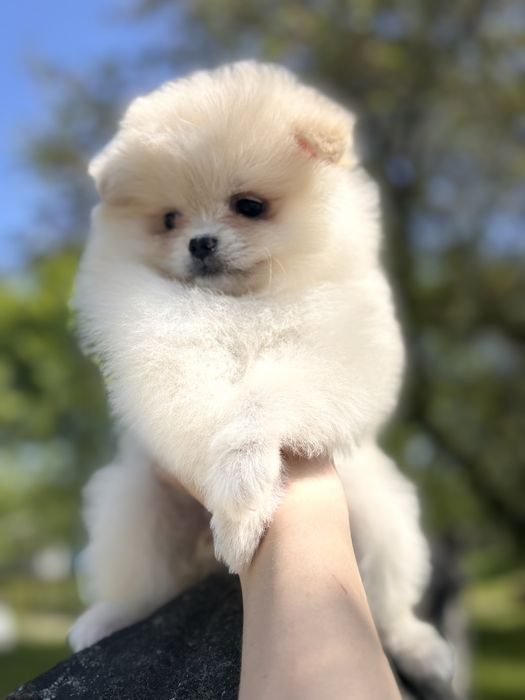 Цікава дівчинкашпіца